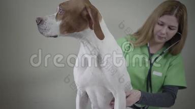兽医诊所的英文肖像画。 退伍军人妇女用一只狗和一只狗一起做一次医疗检查